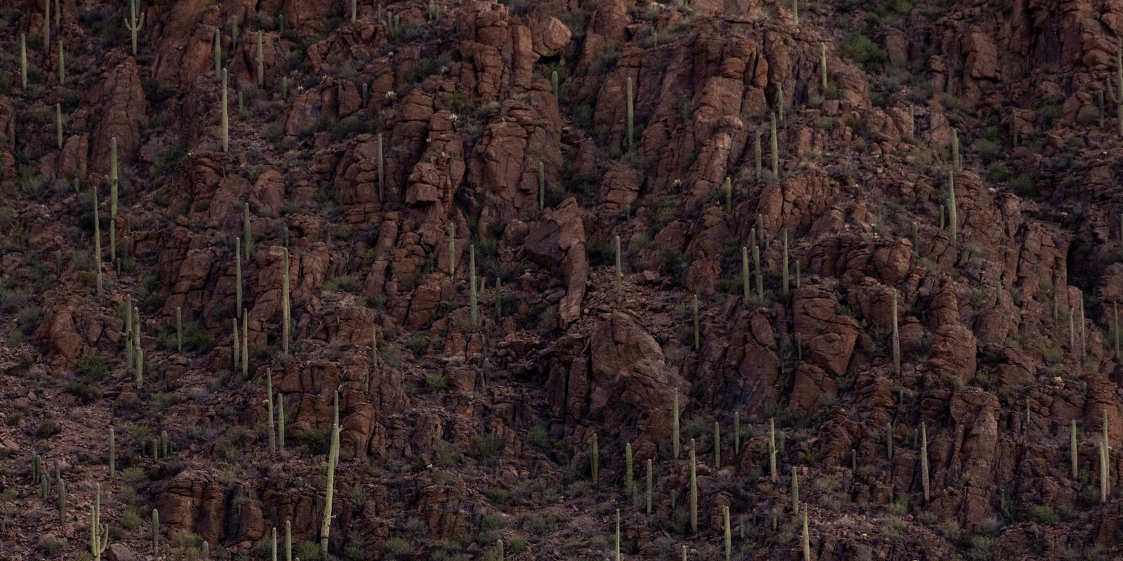 Desierto de Sonora con cactus saguaro, región de cobertura de EXACTO Research